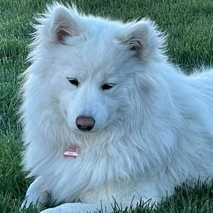 Meet your Posher, Allie